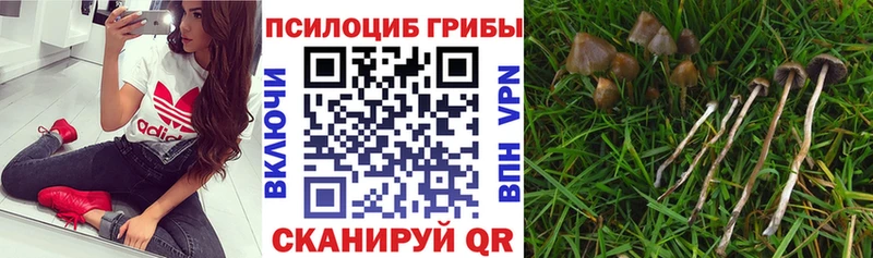 Галлюциногенные грибы Psilocybe mega ссылка Катав-Ивановск где купить наркоту